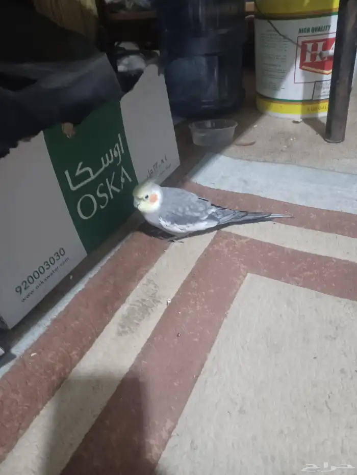 طائر كوكتيل كلورفينيا 0