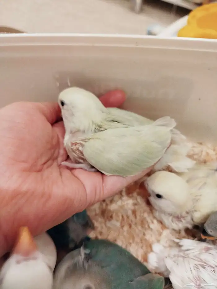 فروخ روز البينو اخضر وطفرات جميله غر بشراهة للبيع 3