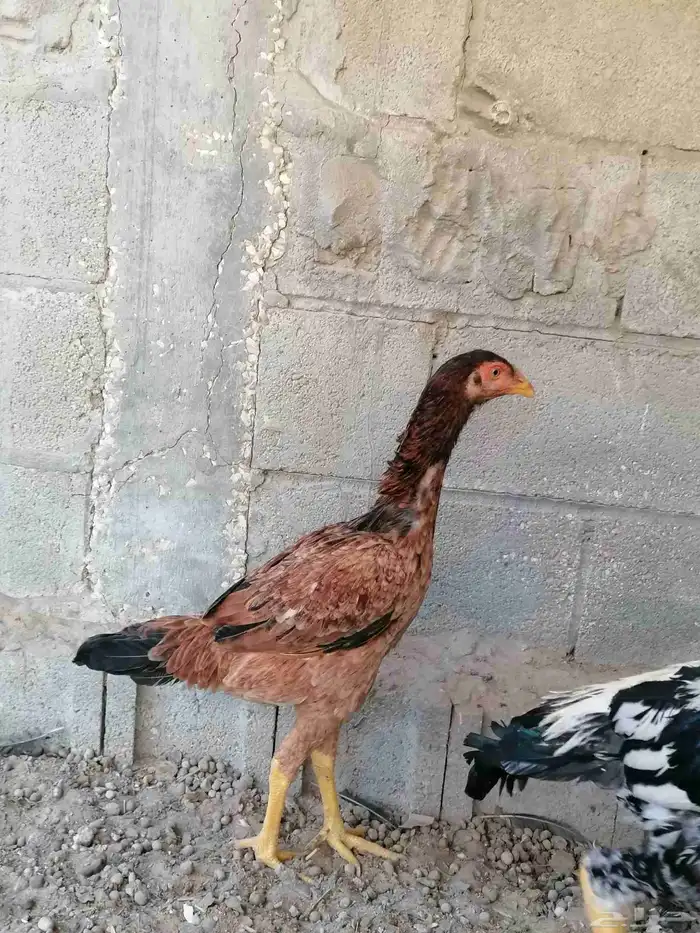 دجاج مكس حجازي بشامو ياباني بشاير 3 4