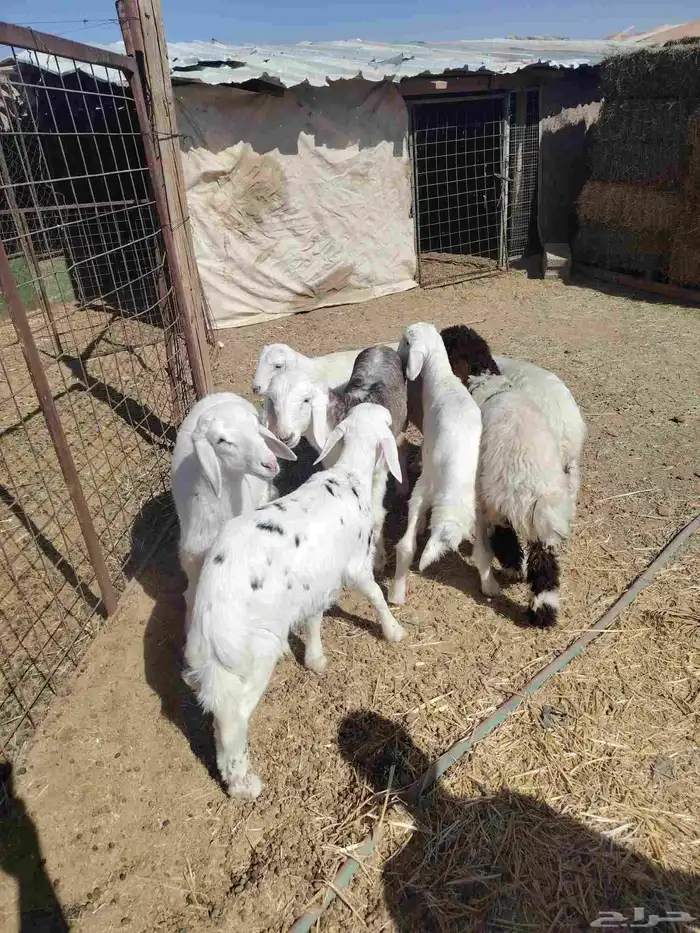 بهم طليان ورخال 4