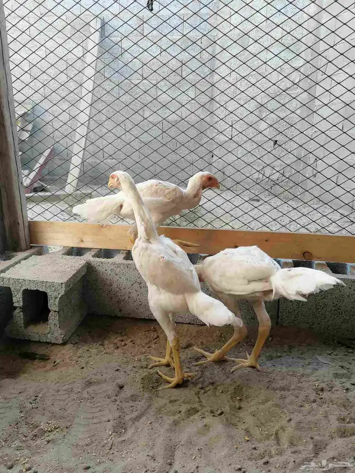 دجاج مكس حجازي بشامو ياباني بشاير 2 5