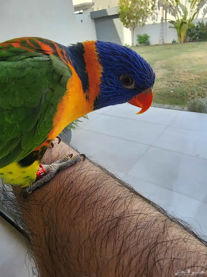 ببغاء لوري 1