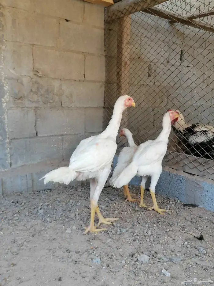 دجاج مكس حجازي بشامو ياباني بشاير 2 1