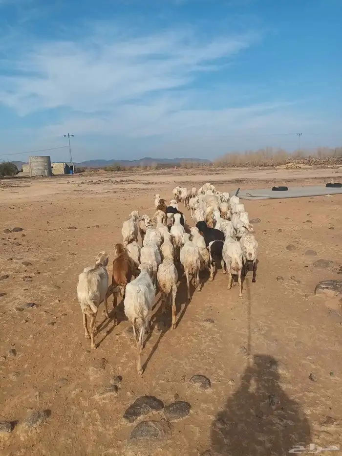 ضان رفيد وحريات 2