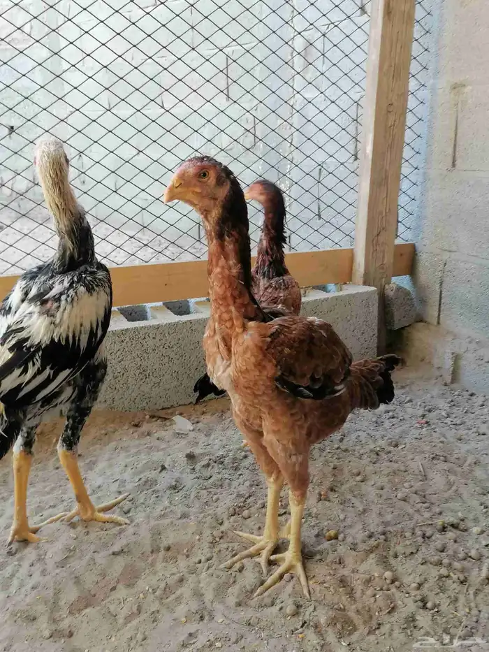 دجاج مكس حجازي بشامو ياباني بشاير 3 0