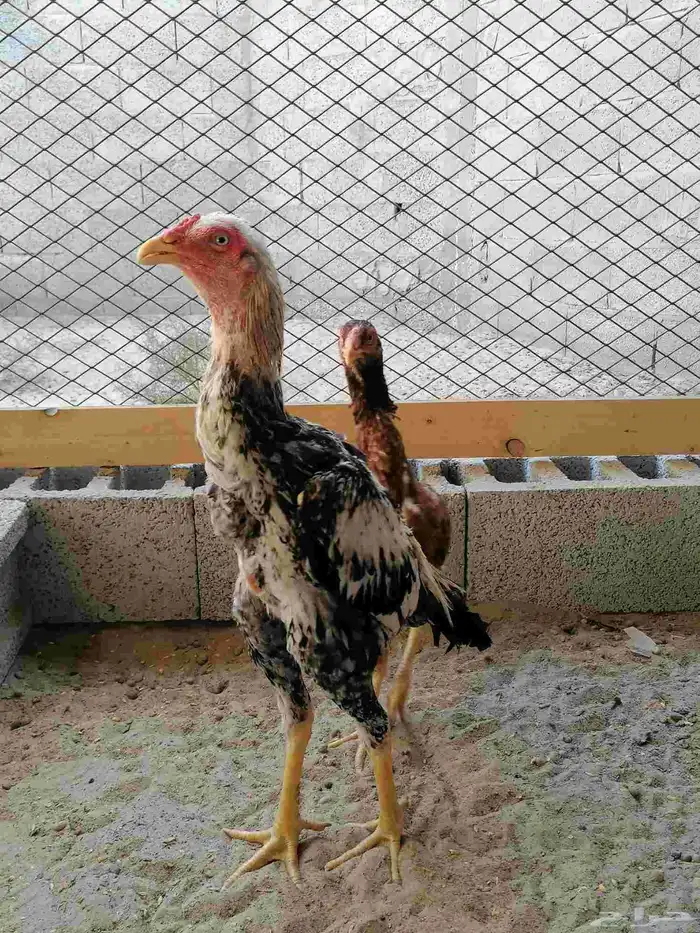 دجاج مكس حجازي بشامو ياباني بشاير 3 8