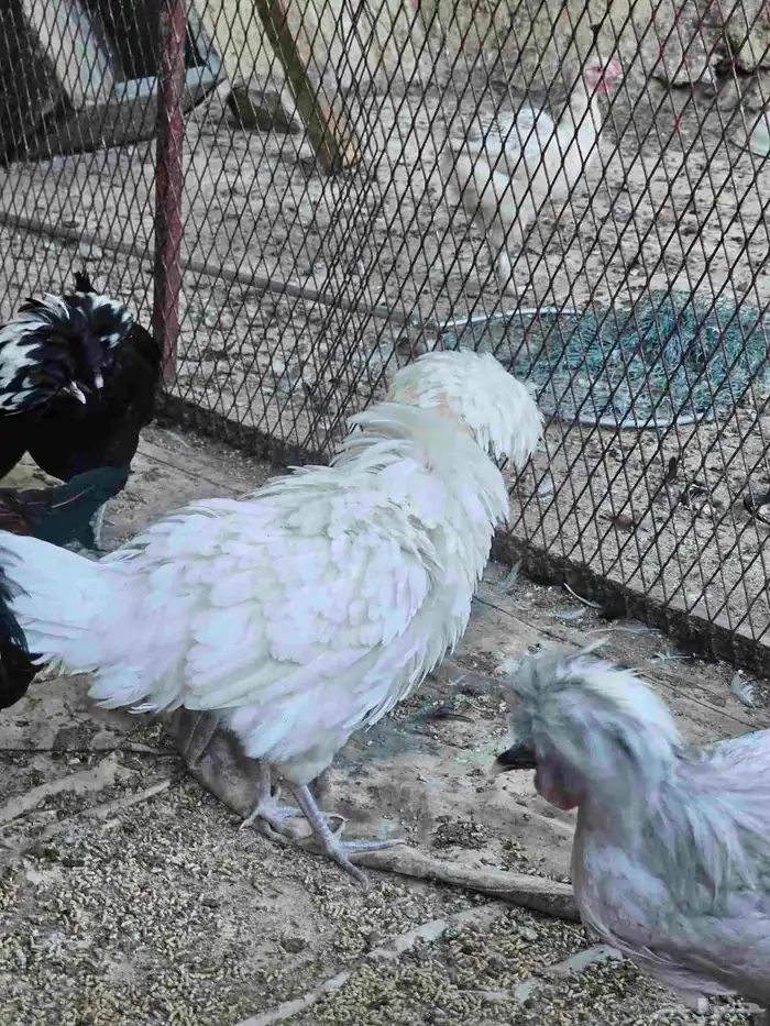 دجاج بولش بلجيكي 9