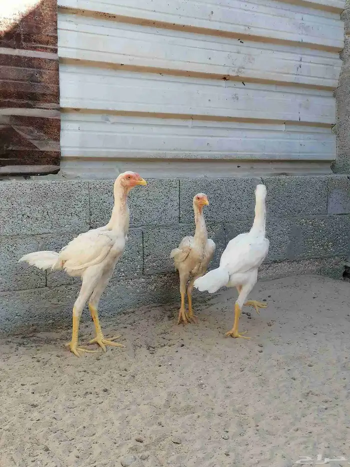 دجاج مكس حجازي بشامو ياباني بشاير 2 8