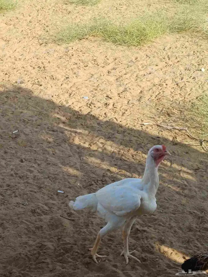 قريه الحليفه 1