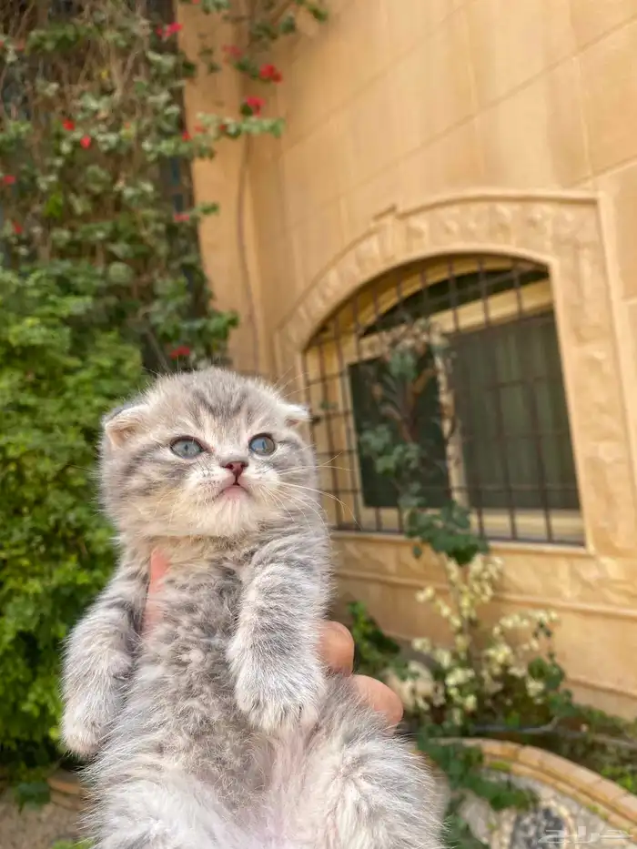 سكوتش فولد مطعمين مدربين للبيع ولايوجد تبني 36