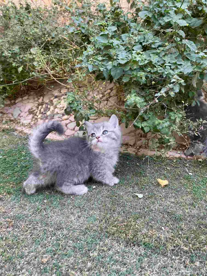 سكوتش فولد مطعمين الوان مميزة للبيع ولايوجد تبني 5