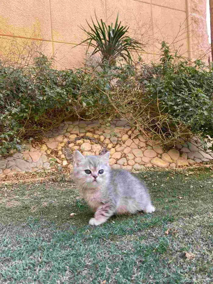 سكوتش فولد مطعمين مدربين للبيع ولايوجد تبني 0