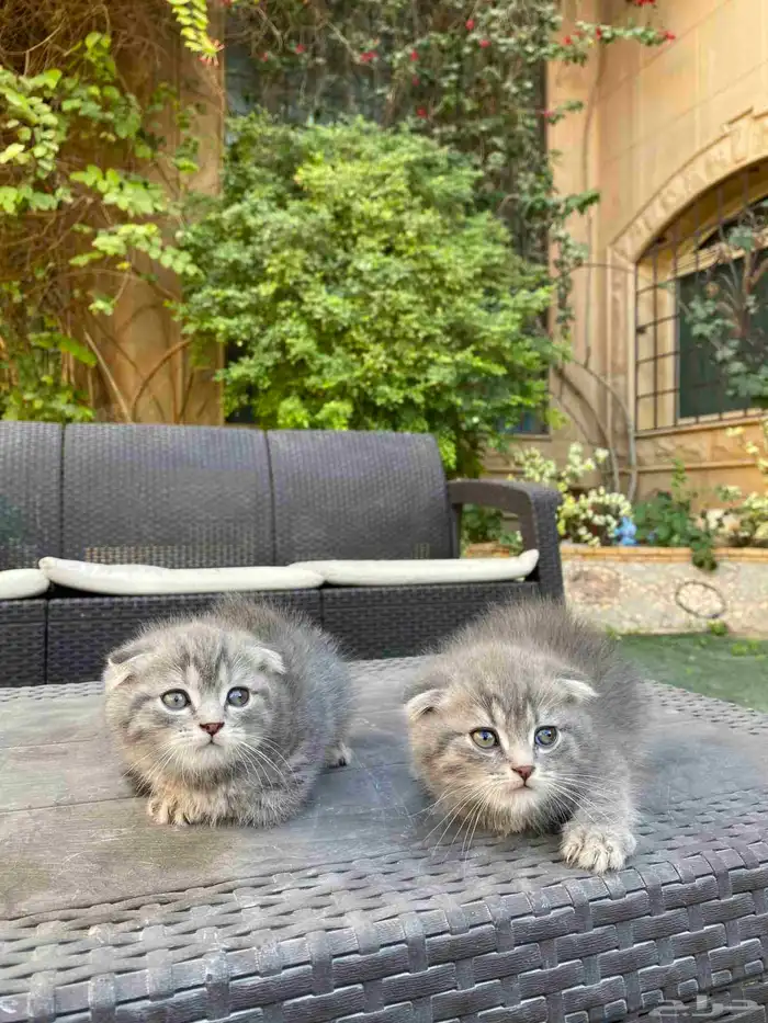 سكوتش فولد مطعمين مدربين للبيع ولايوجد تبني 46