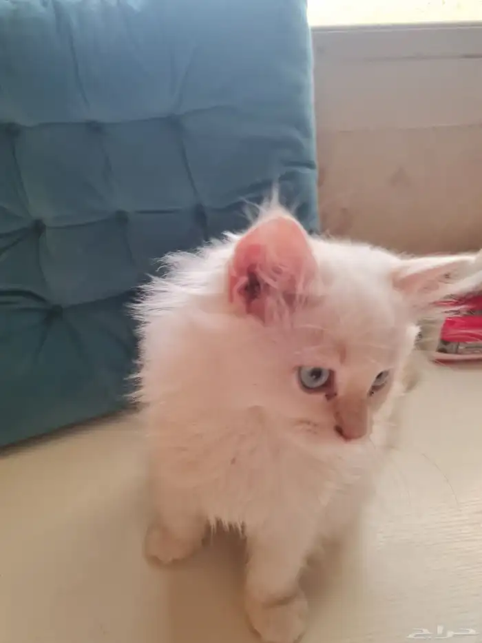 قطه ام شيرازي و اب هيمالايا 1