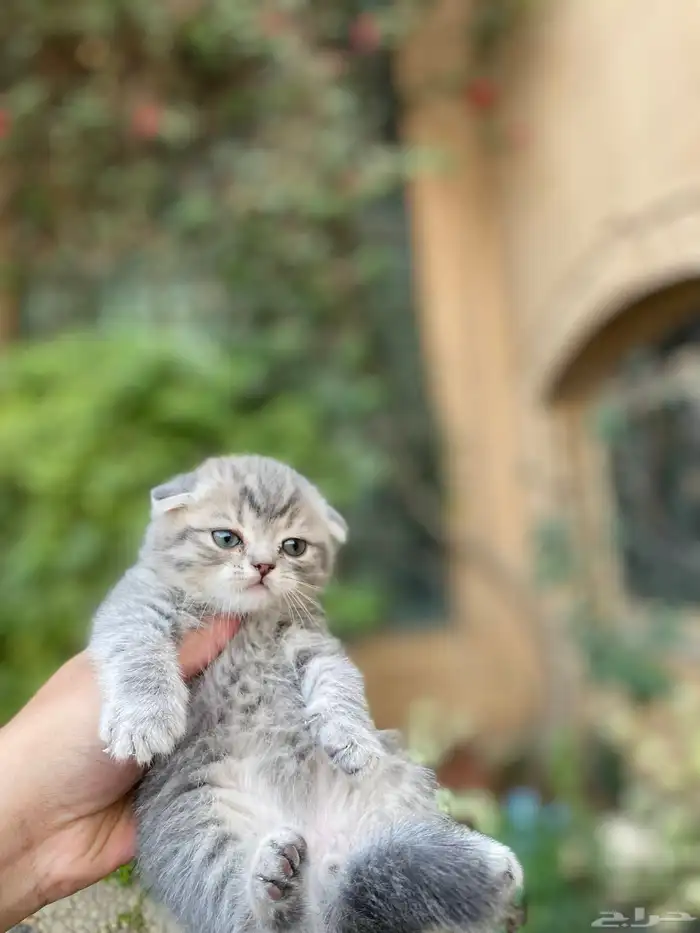 سكوتش فولد مطعمين الوان مميزة للبيع ولايوجد تبني 1