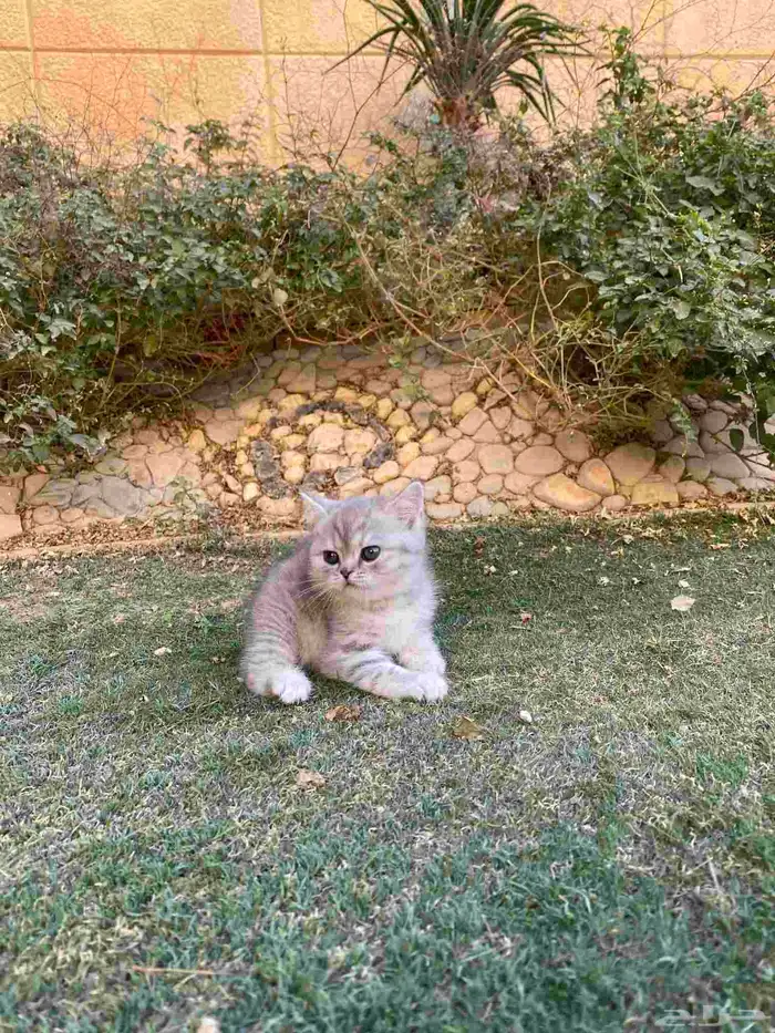 سكوتش فولد مطعمين مدربين للبيع ولايوجد تبني 45