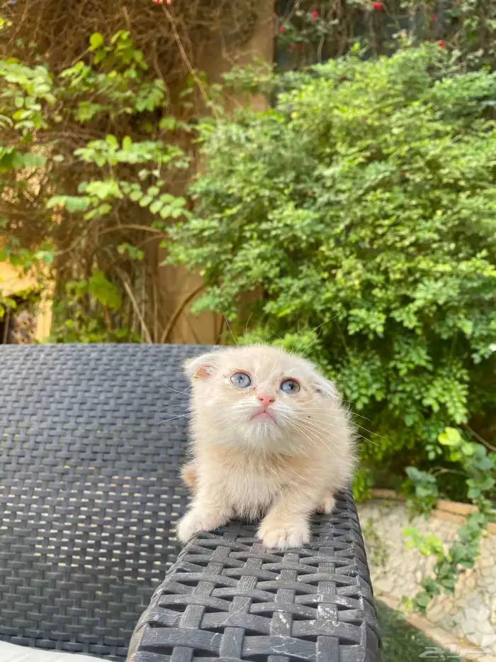 سكوتش فولد مطعمين مدربين للبيع ولايوجد تبني 38