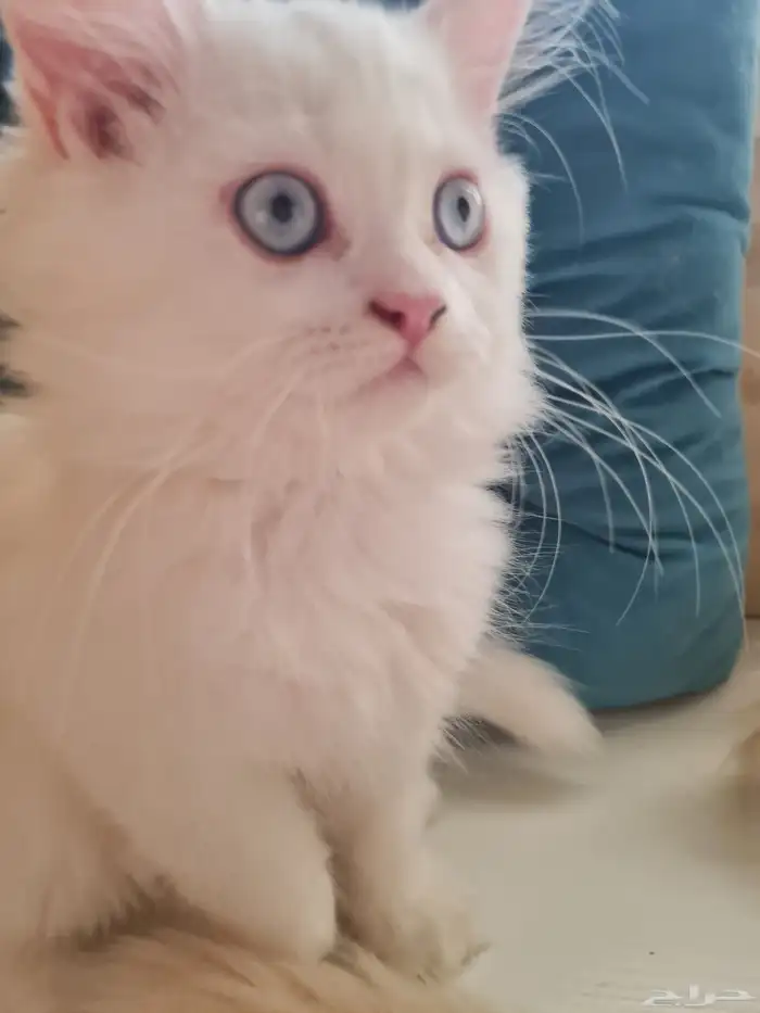 قطه ام شيرازي و اب هيمالايا 0