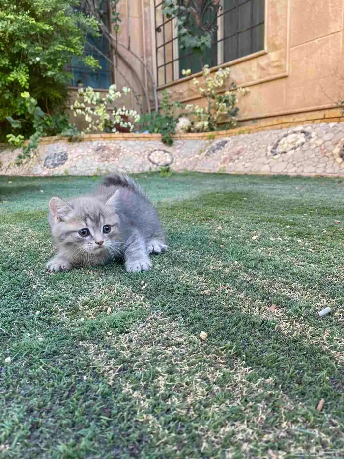 سكوتش فولد مطعمين الوان مميزة للبيع ولايوجد تبني 45