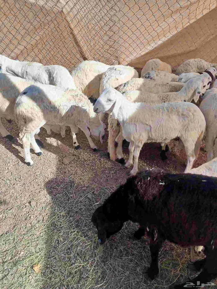 طليان سواكن مرابي 1