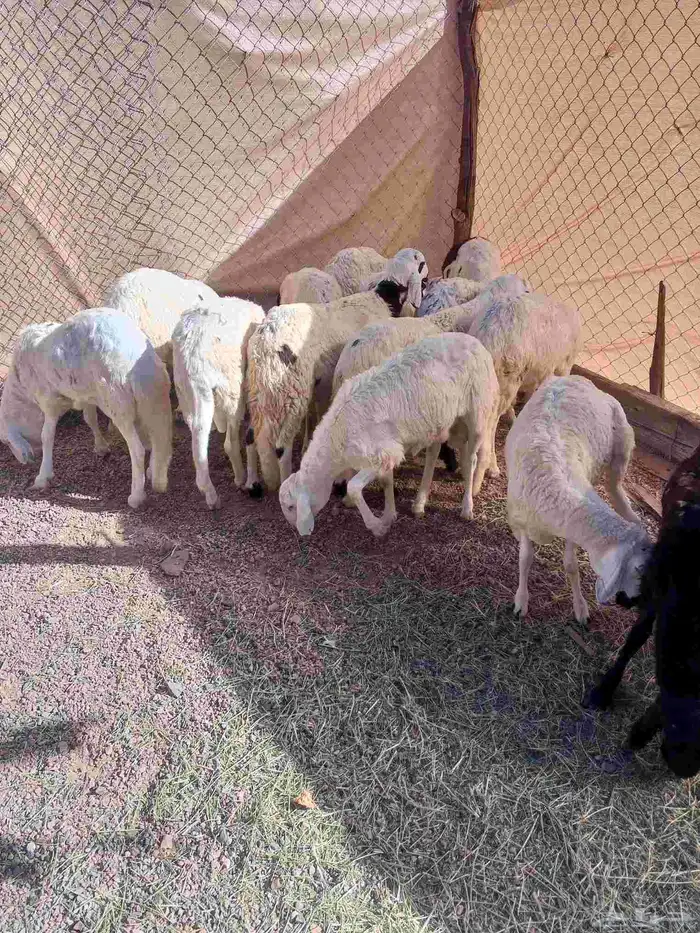 طليان سواكن مرابي 6