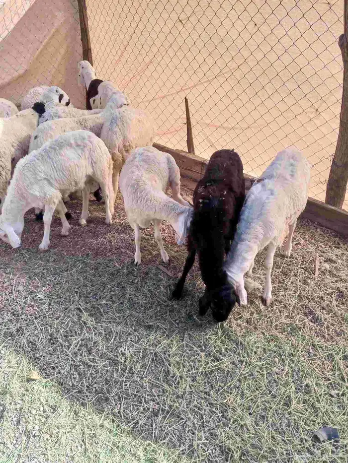 طليان سواكن مرابي 5