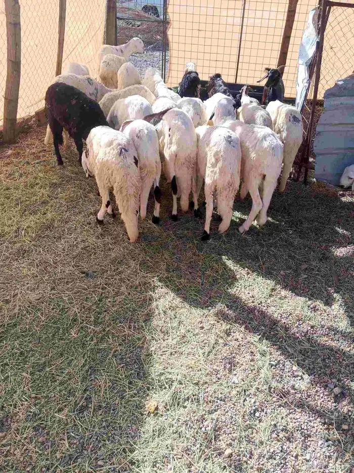 طليان سواكن مرابي 3