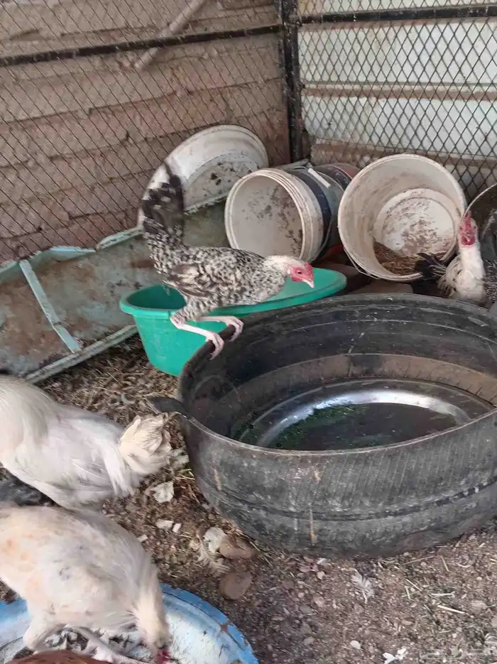 ديوك تم البيع 4