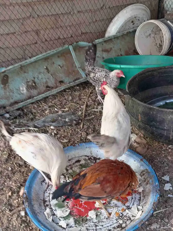 ديوك تم البيع 8