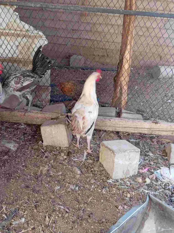 ديوك تم البيع 2