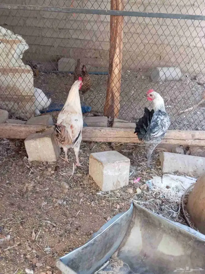 ديوك تم البيع 7