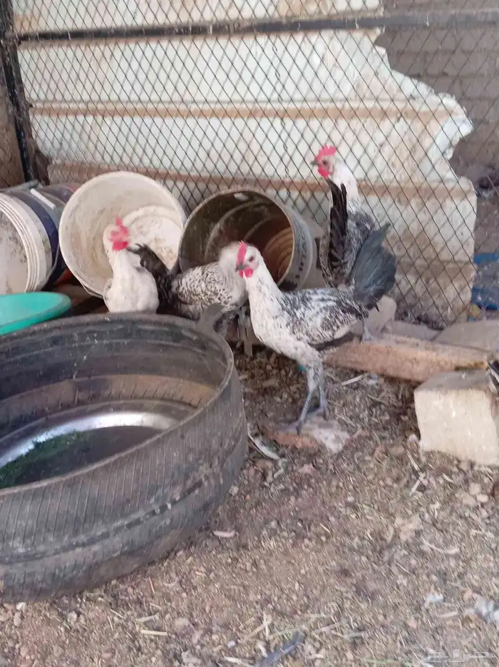 ديوك تم البيع 3