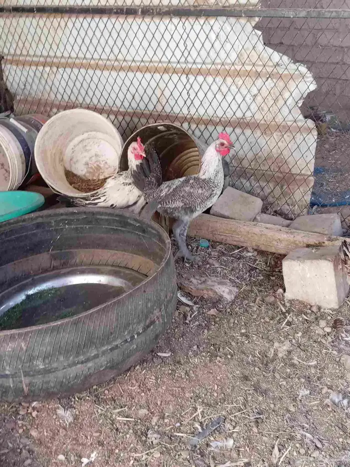 ديوك تم البيع 5