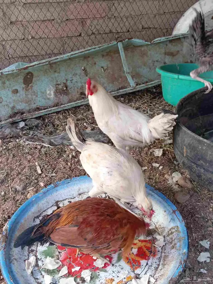 ديوك تم البيع 6