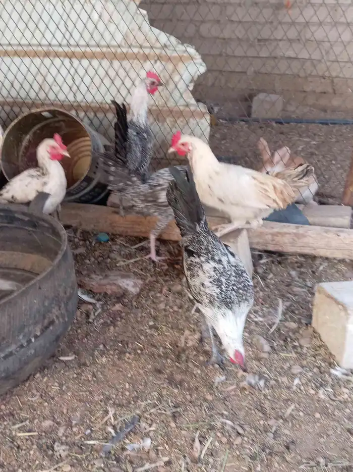 ديوك تم البيع 1