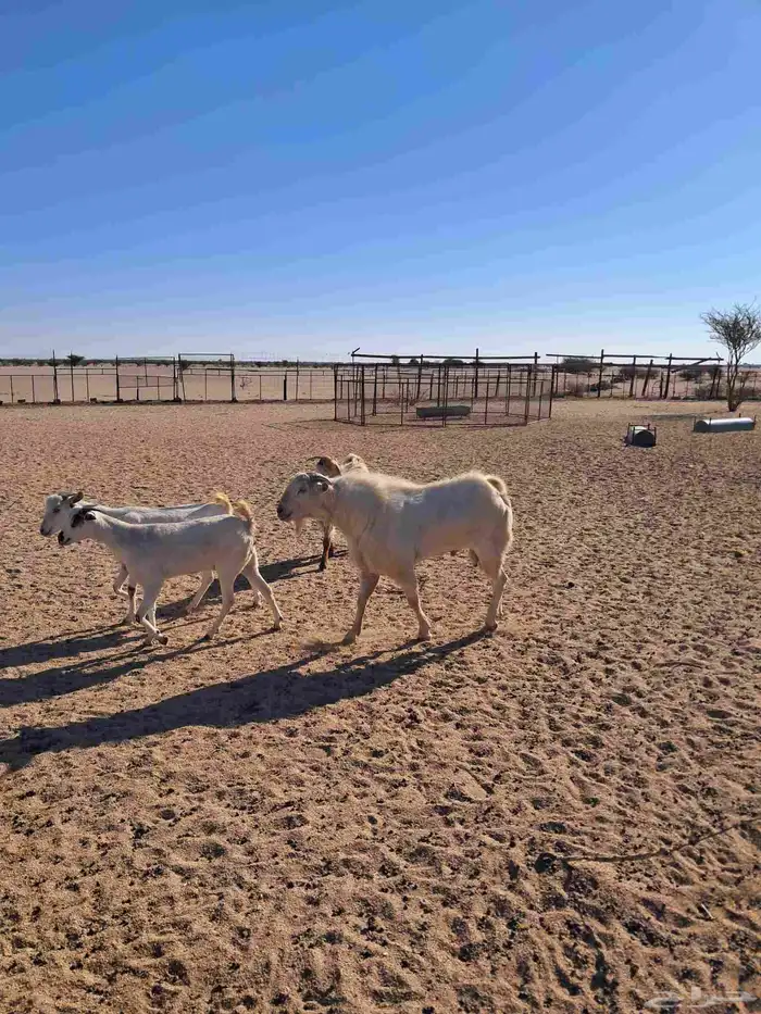 تيس بيشي اسن تام شبب مشروط 0
