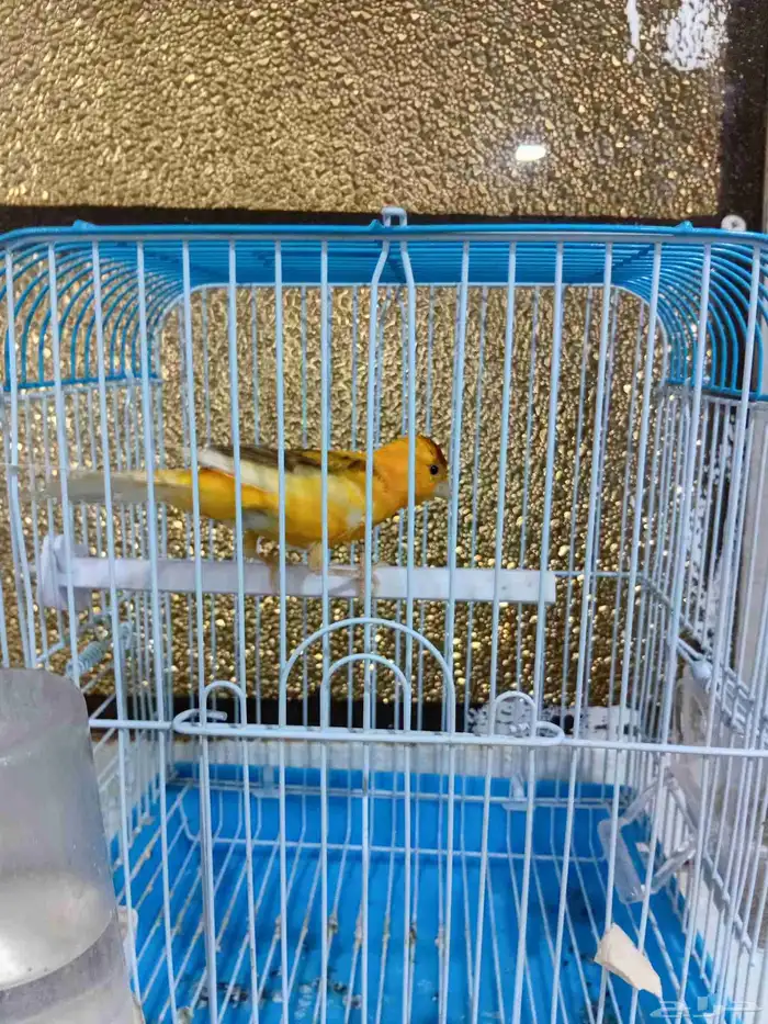 ذكر كناري بدايه تغريد 8