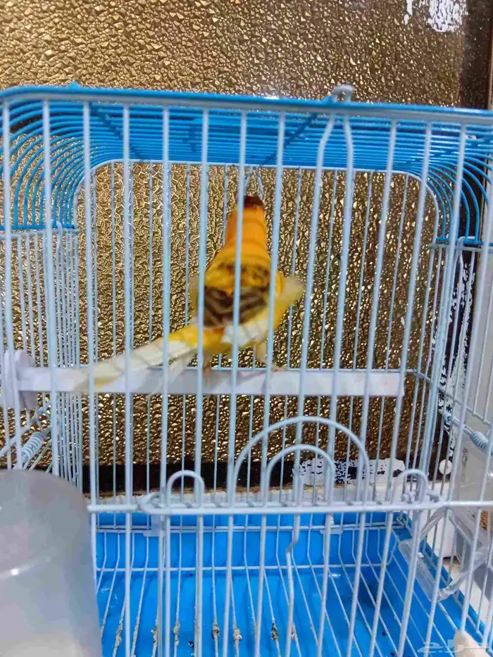 ذكر كناري بدايه تغريد 5