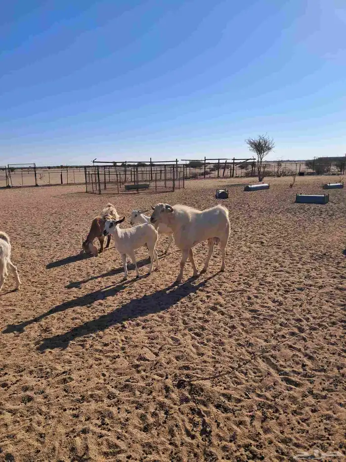 تيس بيشي اسن تام شبب مشروط 1