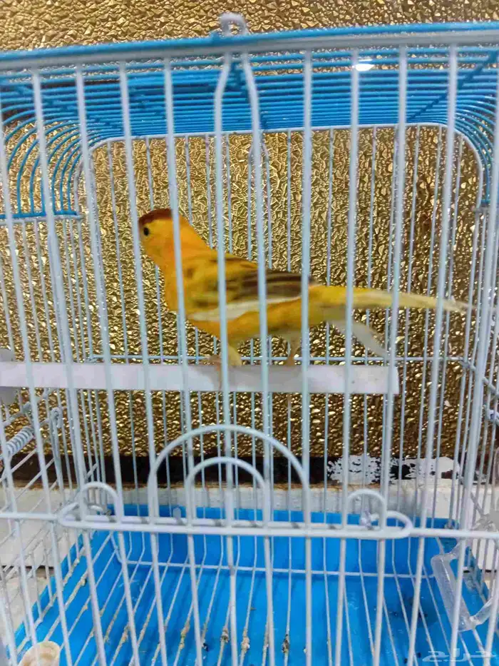 ذكر كناري بدايه تغريد 1