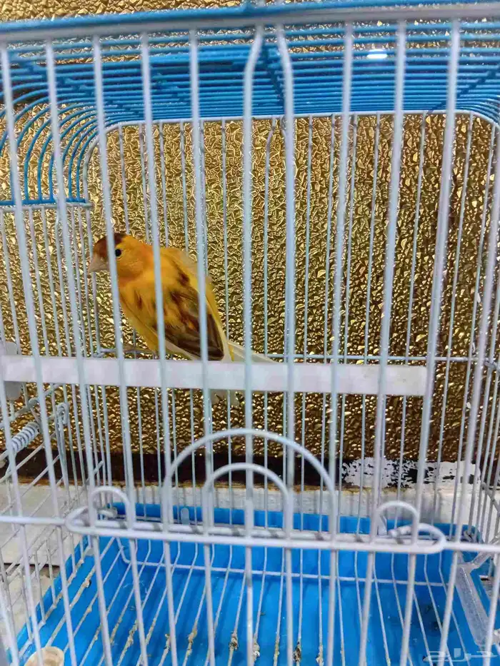 ذكر كناري بدايه تغريد 2