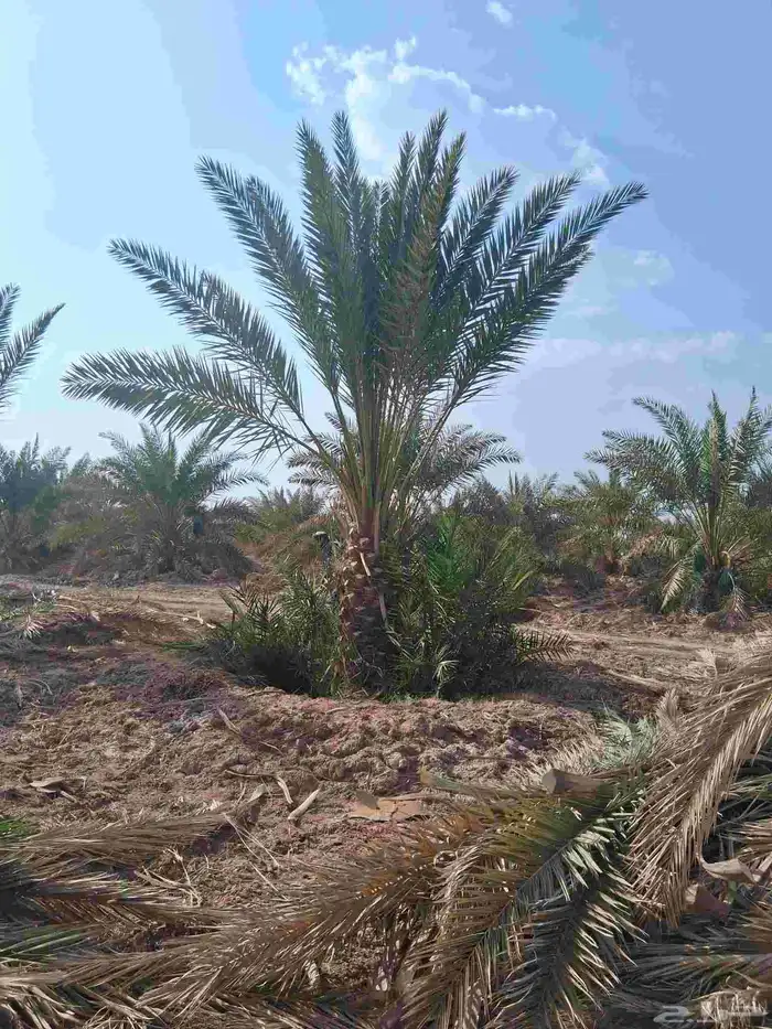 نخل برني العلا وبرني العيص وروثانه للبيع متر ونص 7