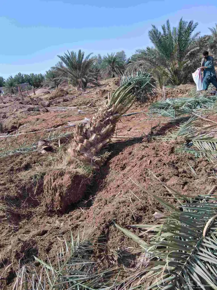 نخل برني العلا وبرني العيص وروثانه للبيع متر ونص 2