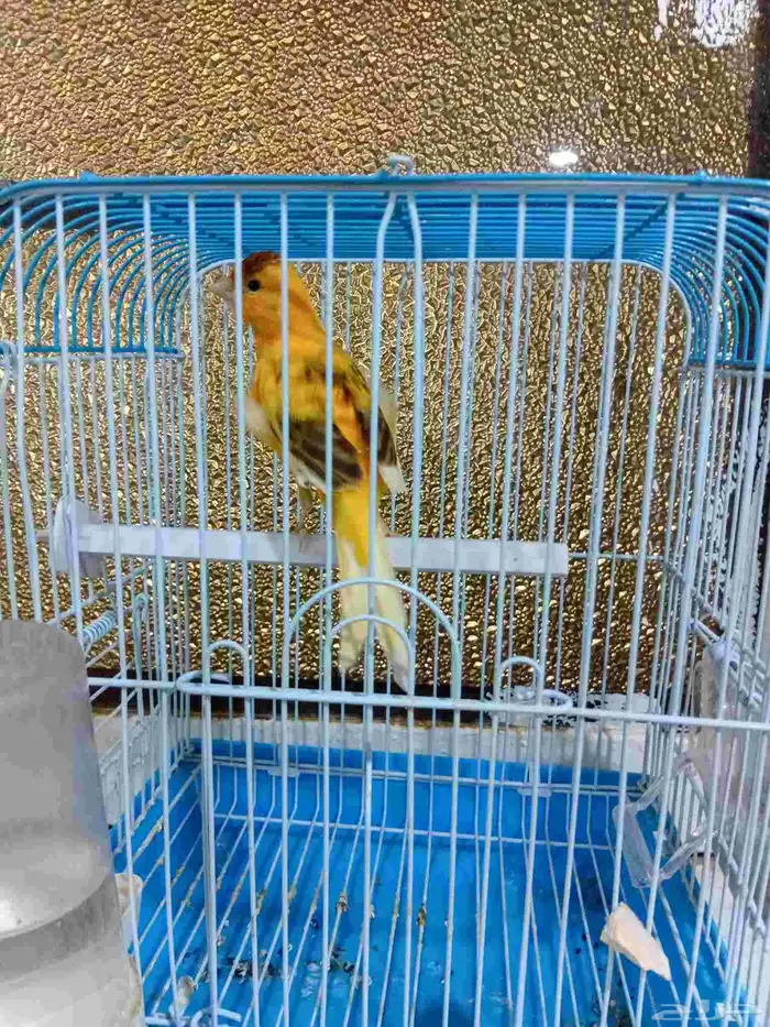 ذكر كناري بدايه تغريد 9