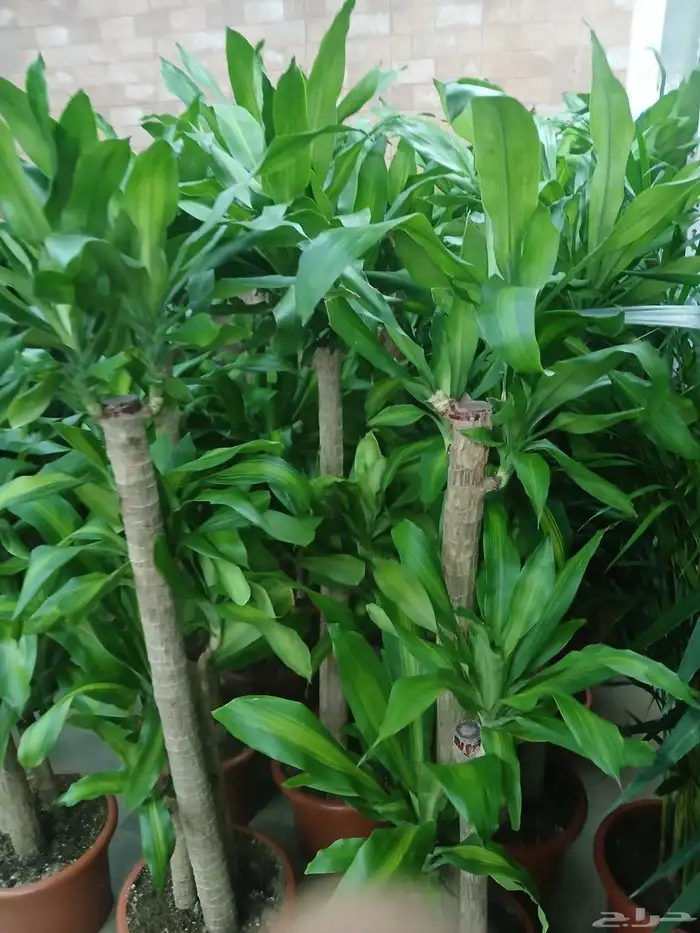 مشتل تنسيق الحد ائق 6