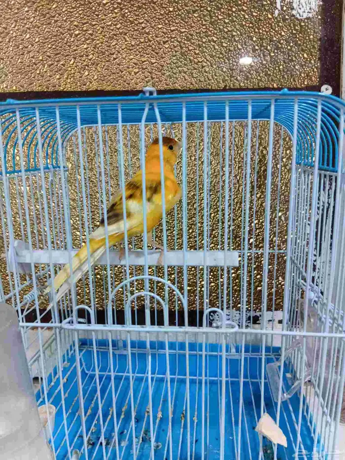 ذكر كناري بدايه تغريد 3