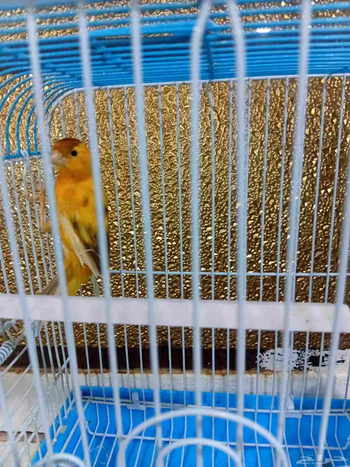 ذكر كناري بدايه تغريد 7