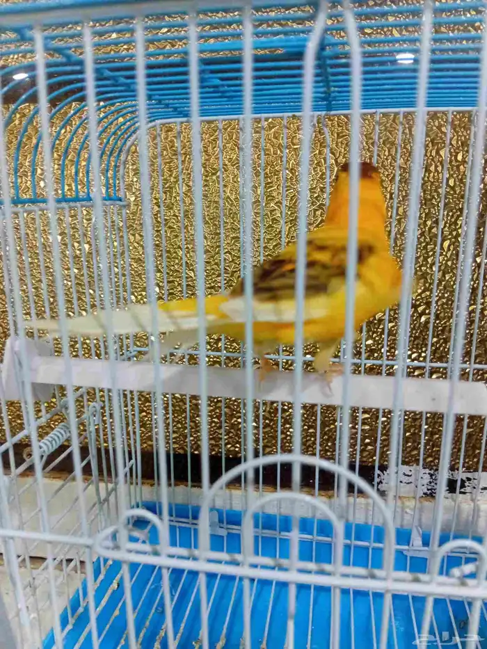 ذكر كناري بدايه تغريد 0