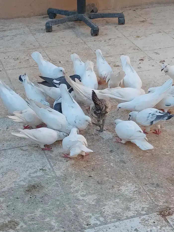 دجاج حمام للبيع 2