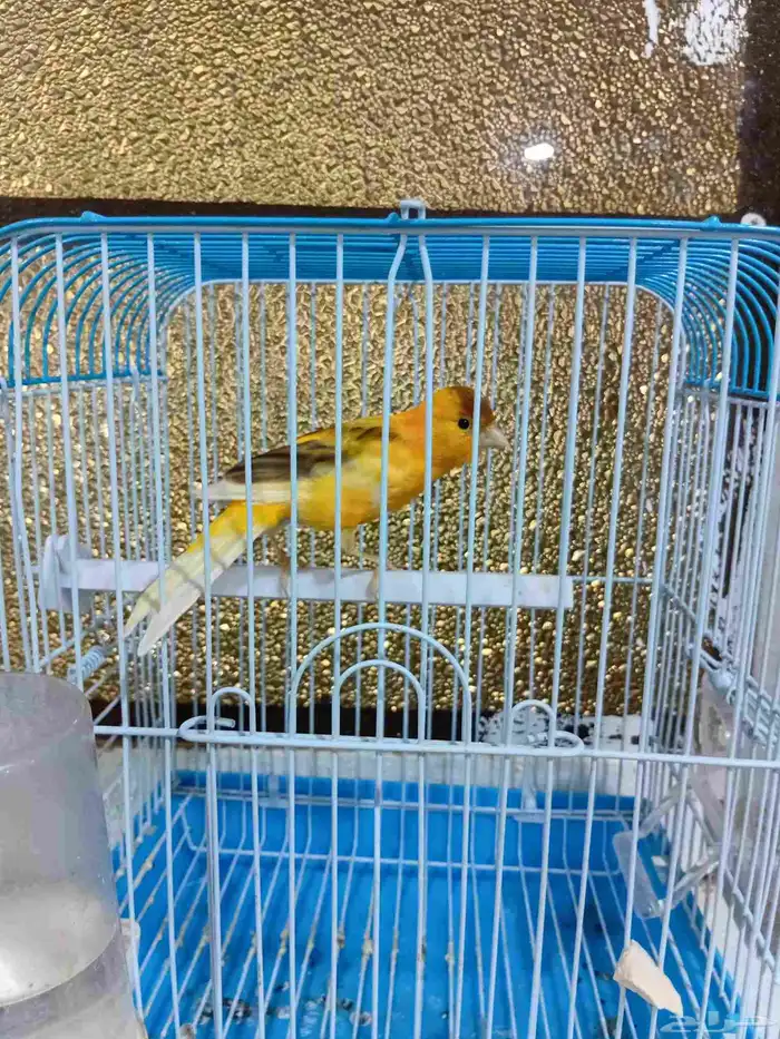 ذكر كناري بدايه تغريد 6